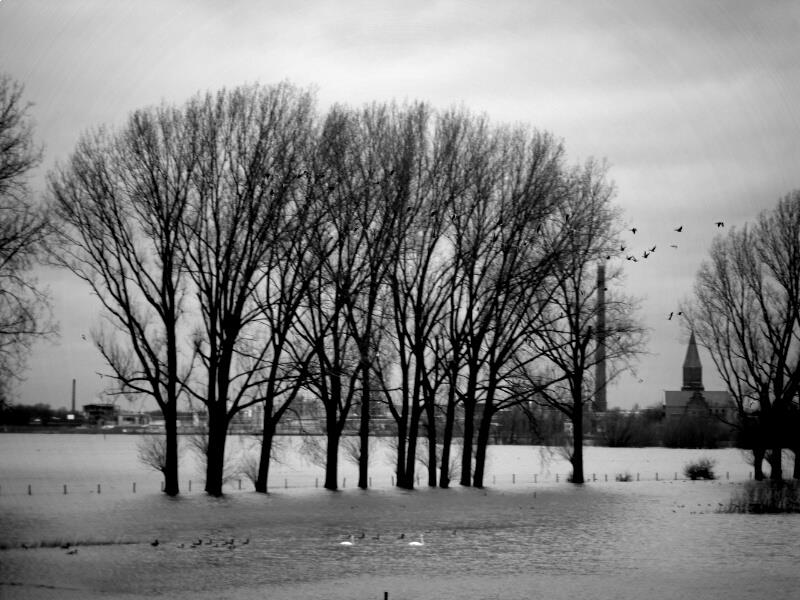 Hochwasser am Rhein Dez. 2012