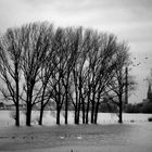 Hochwasser am Rhein Dez. 2012