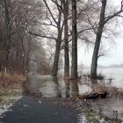 Hochwasser am Rhein