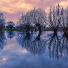 Hochwasser am Rhein