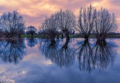 Hochwasser am Rhein