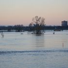 Hochwasser am Rhein