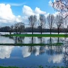  Hochwasser am Rhein