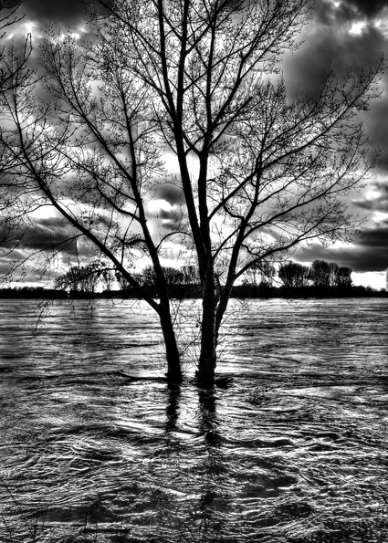 Hochwasser am Rhein