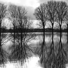 Hochwasser am Rhein II