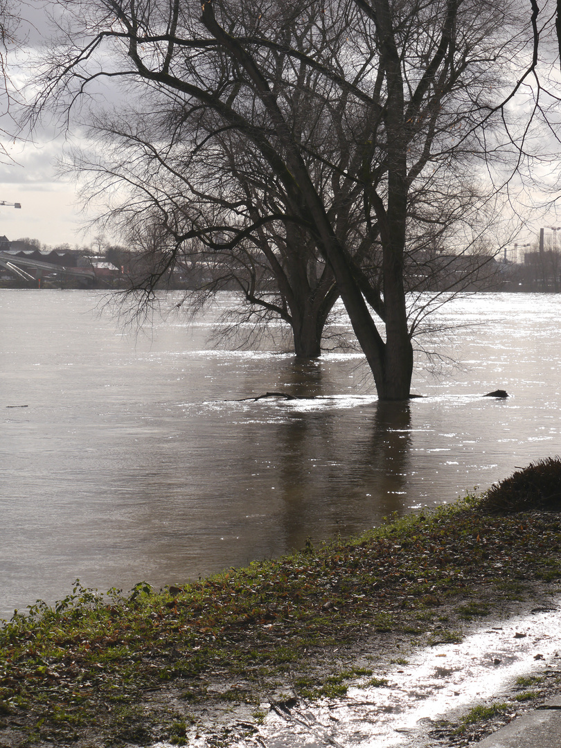 Hochwasser am Rhein in Köln 3