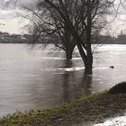 Hochwasser am Rhein in Köln 3