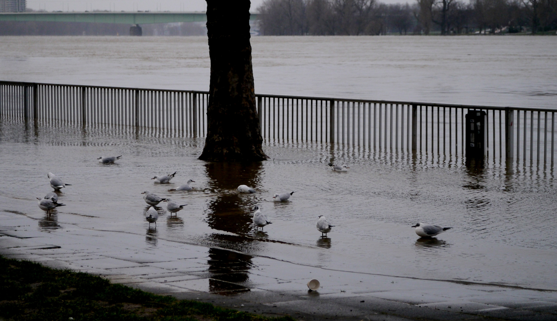 Hochwasser am Rhein in Köln 5