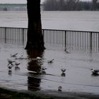 Hochwasser am Rhein in Köln 5