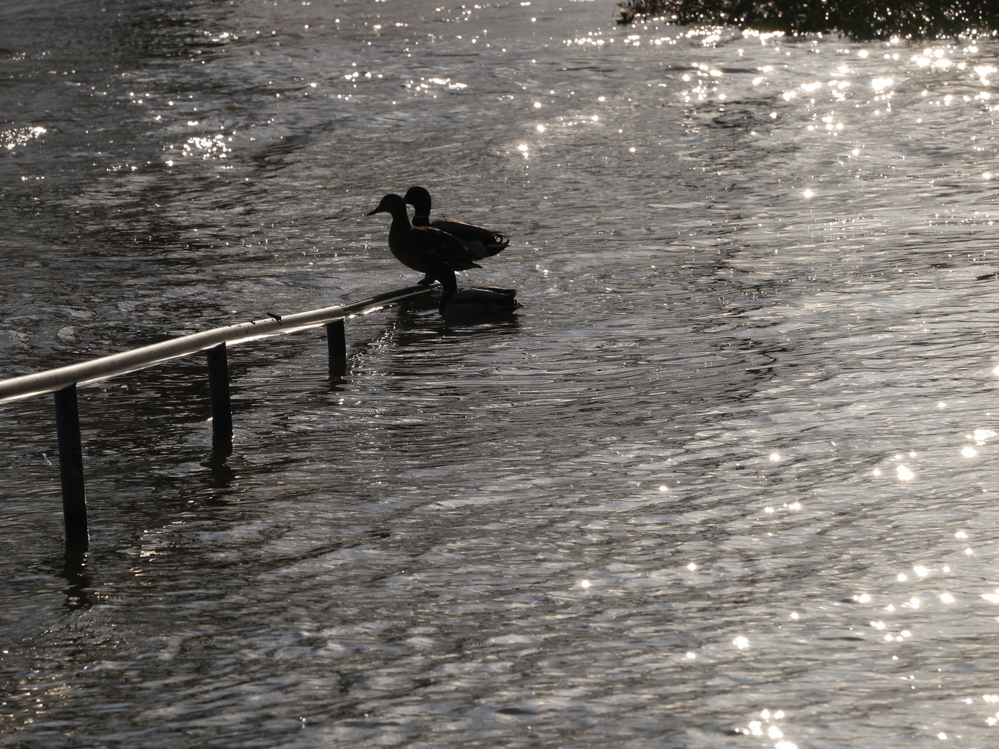 Hochwasser am Rhein in Köln 8