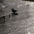 Hochwasser am Rhein in Köln 8