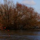 Hochwasser am Rhein in Köln 9