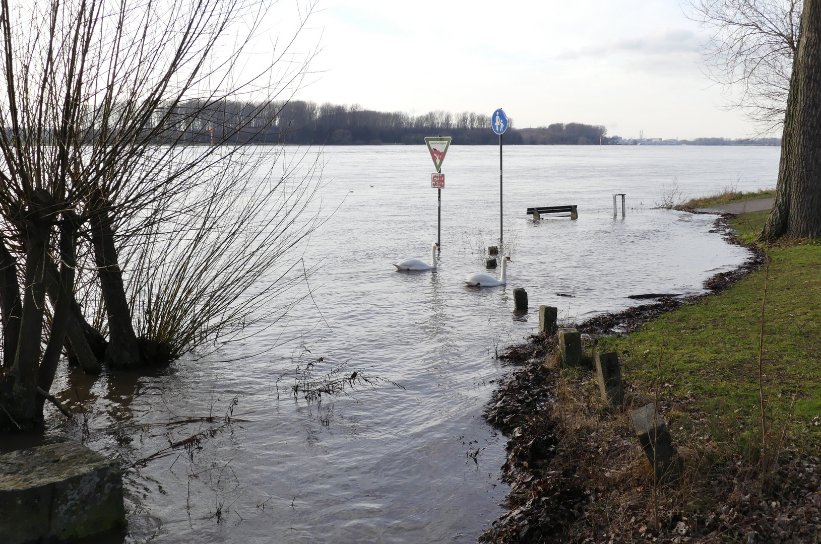 Hochwasser am Rhein in Leverkusen-Hintdorf