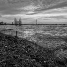 Hochwasser am Rhein in schwarz-weiß