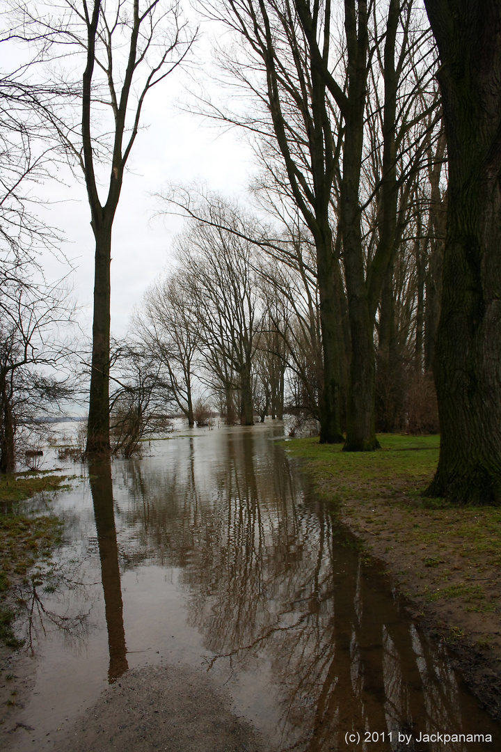 Hochwasser am Rhein in Wesel