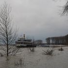 Hochwasser am Rhein in Wesel  -  Der nächste Regen bekommt bestimmt!