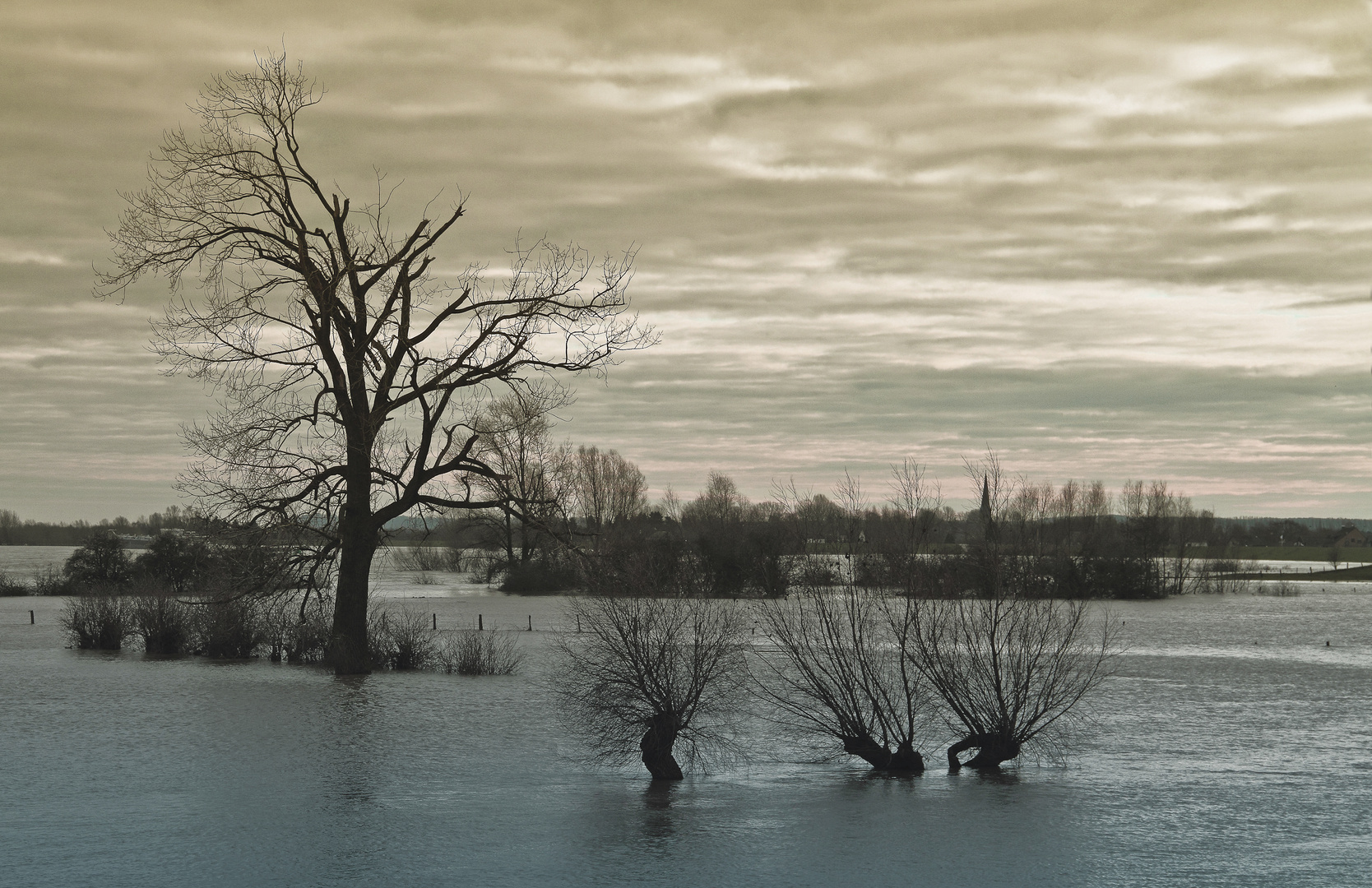 Hochwasser am Rhein Nähe Wardt