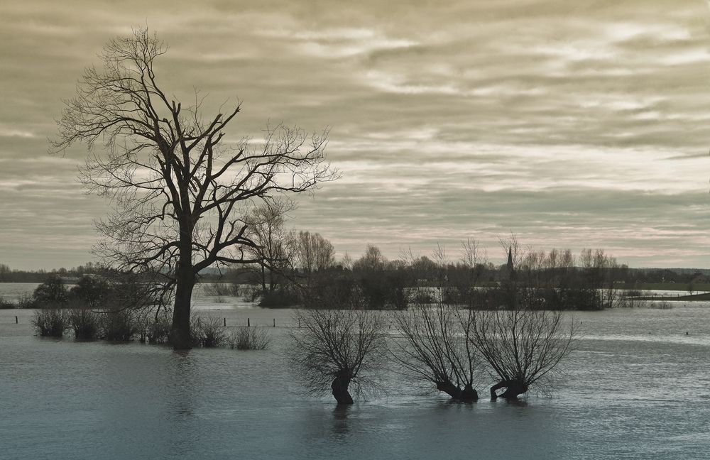 Hochwasser am Rhein Nähe Wardt von Christa Haas 