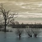 Hochwasser am Rhein Nähe Wardt