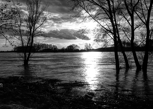 Hochwasser am Rhein3 (schöne Lichtstimmung)