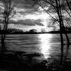 Hochwasser am Rhein3 (schöne Lichtstimmung)