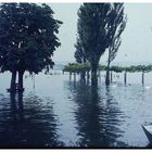 Hochwasser am Untersee, IV