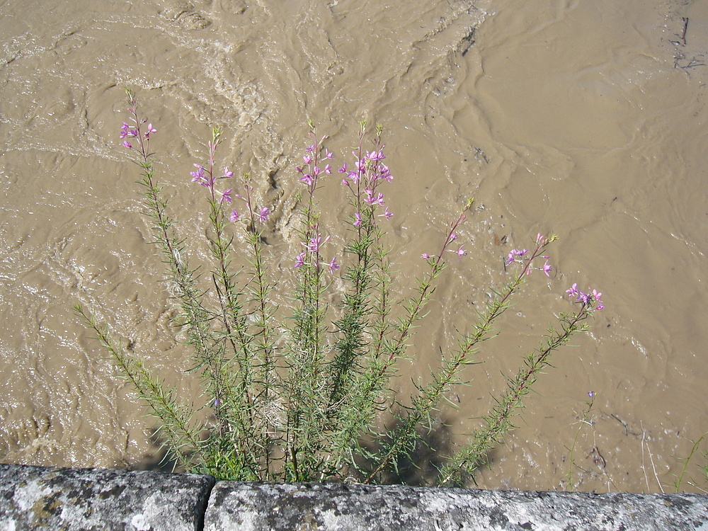 Hochwasser an der Birs.