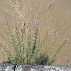 Hochwasser an der Birs.