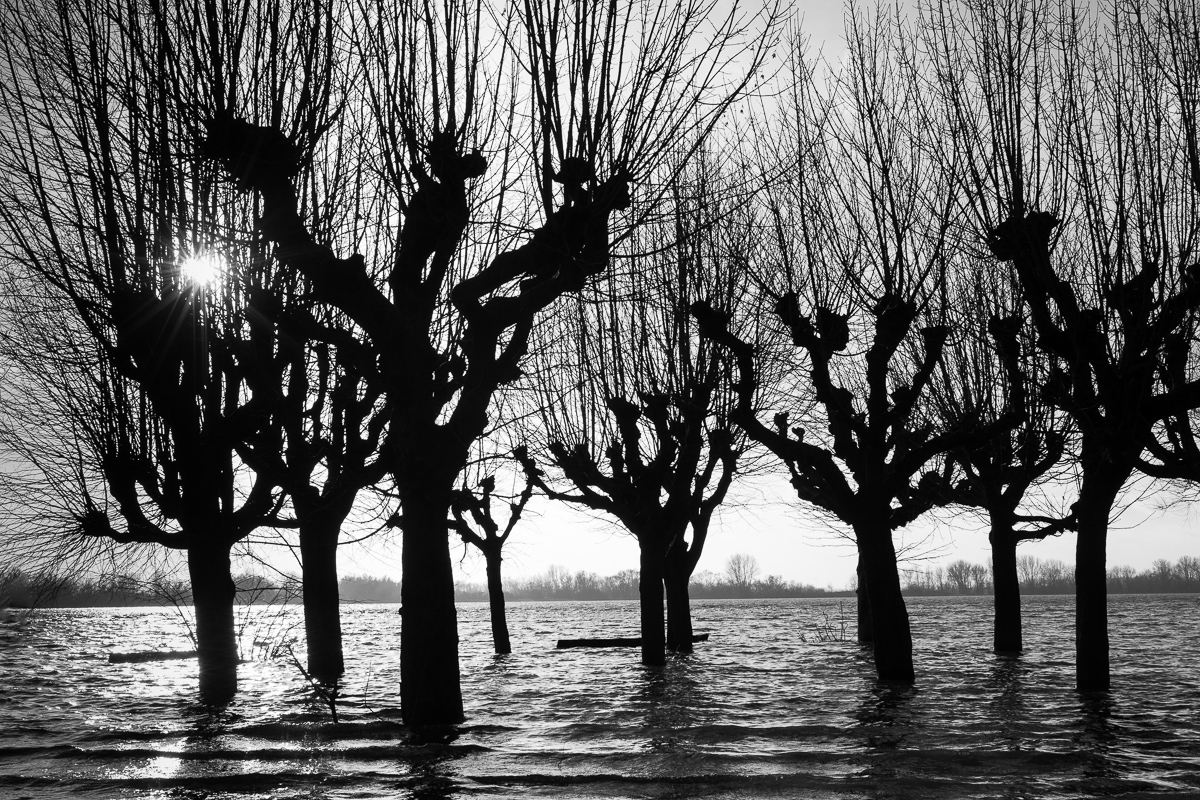 Hochwasser an der Elbe