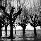 Hochwasser an der Elbe