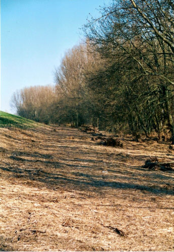 Hochwasser an der Elbe