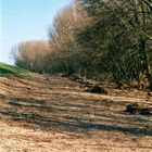 Hochwasser an der Elbe