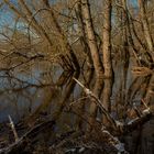 Hochwasser an der Elbe