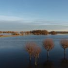 Hochwasser an der Elbe