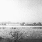 Hochwasser an der Elbe im Gegenlicht