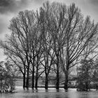 Hochwasser an der jungen Donau