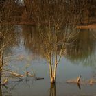 Hochwasser an der Sieg...(2)