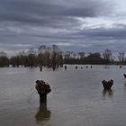 Hochwasser auch bei uns 