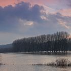 Hochwasser auf der Bislicher Insel (1)