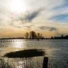 Hochwasser auf der Bislicher Insel