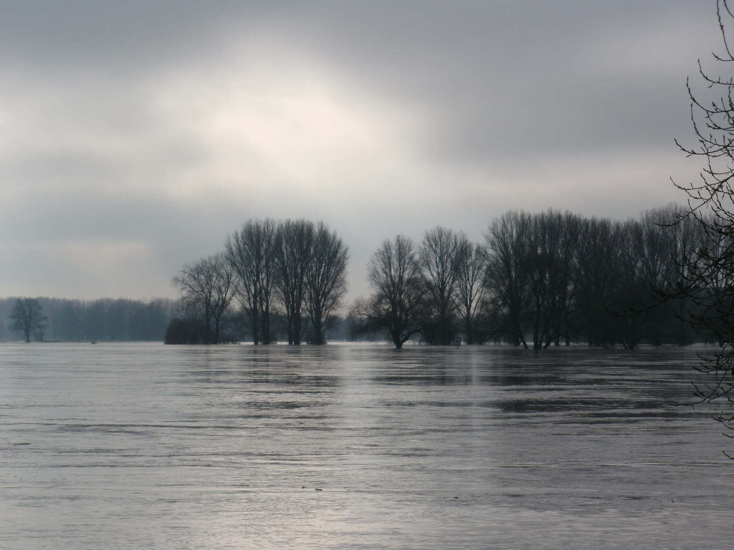 Hochwasser bei Monheim am Rhein