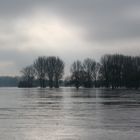 Hochwasser bei Monheim am Rhein