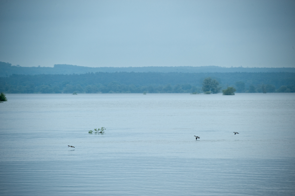 Hochwasser bei Schwedt