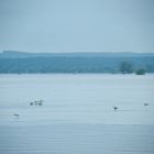 Hochwasser bei Schwedt