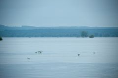 Hochwasser bei Schwedt