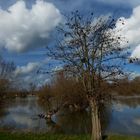 Hochwasser bei uns am Rhein