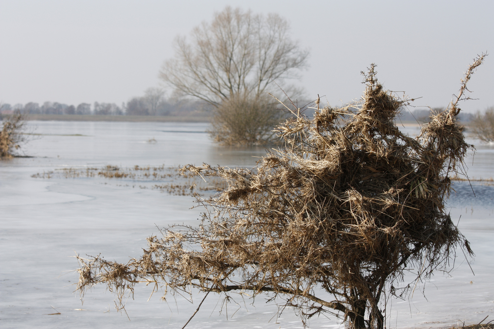 Hochwasser Bleckede Elbe