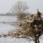 Hochwasser Bleckede Elbe