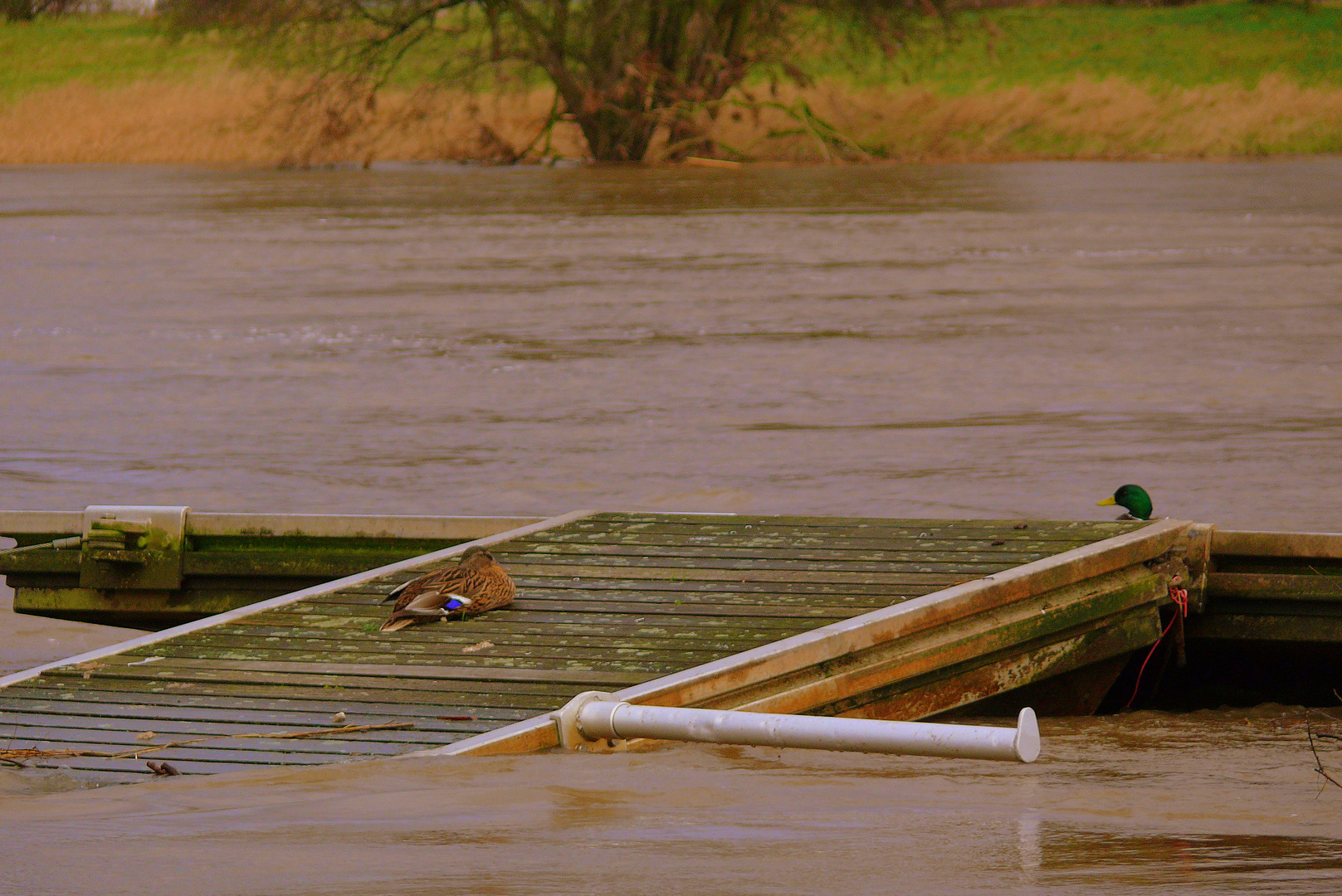 Hochwasser der Weser