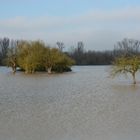 Hochwasser dort, wo sonst die Kühe weiden